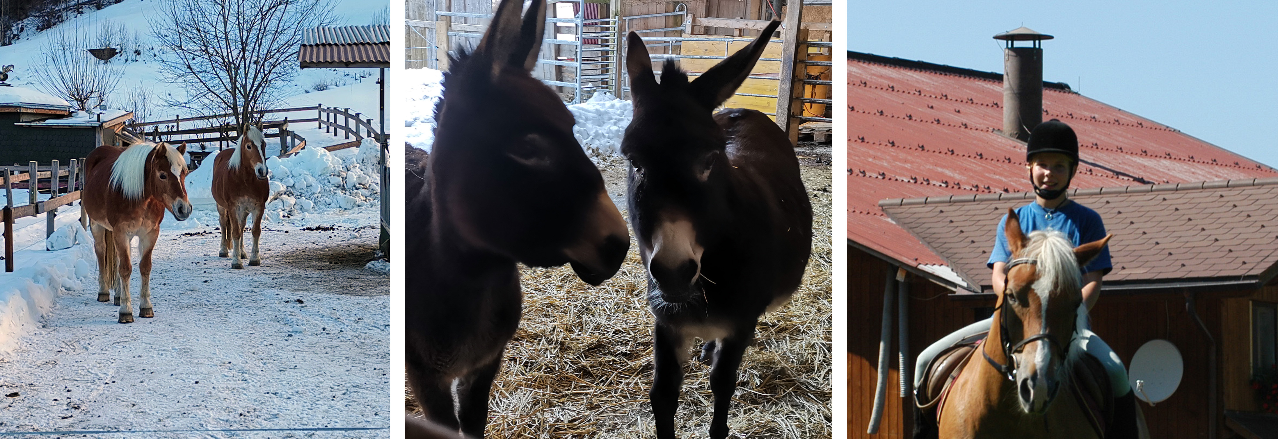 Tiere vom Haflingerhof in Egg bei Einsiedeln